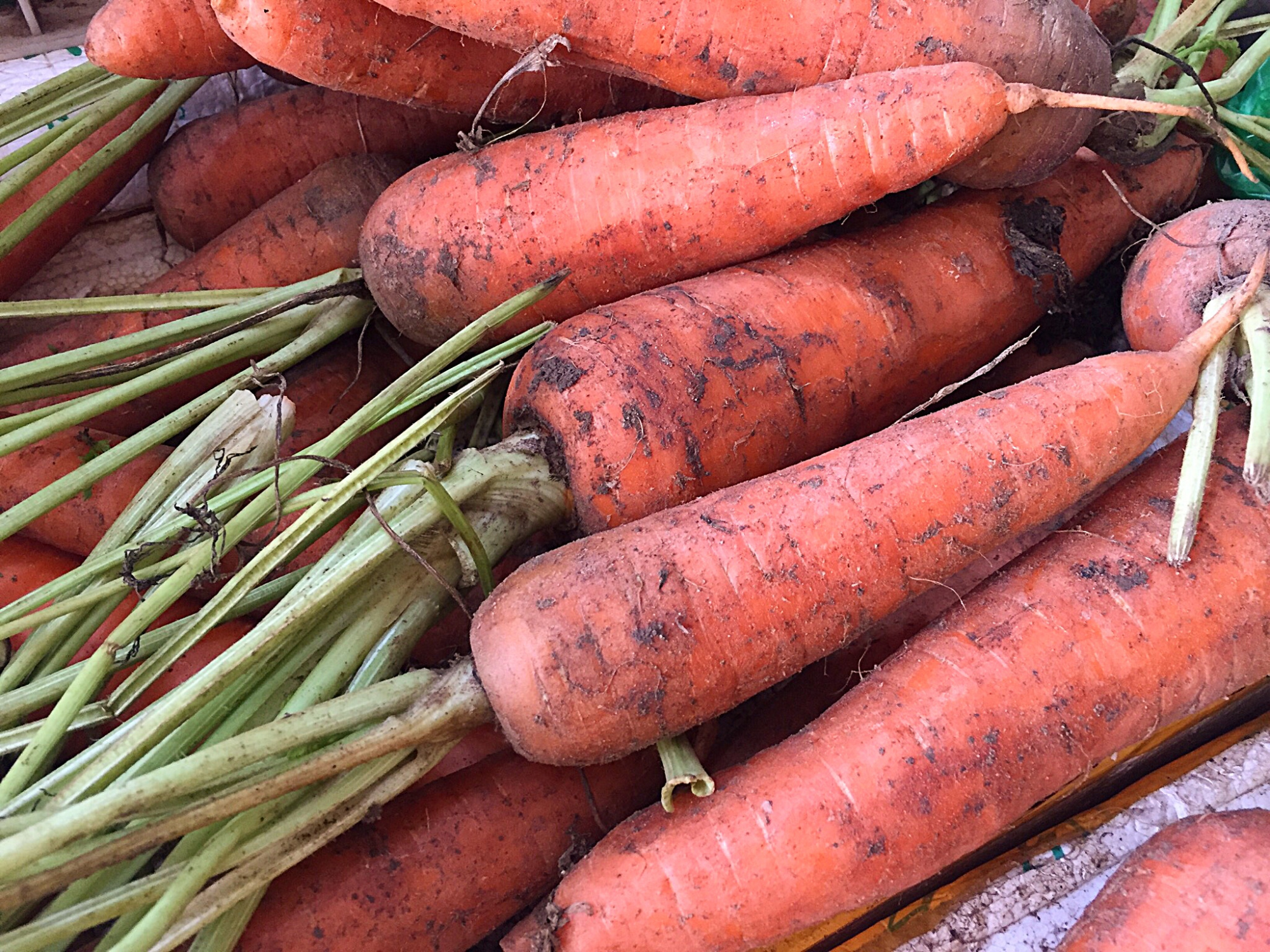 带泥胡萝卜 - 2020年最新商品信息聚合专区 - 百度爱采购