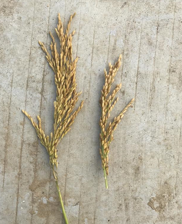 超级杂交水稻品种湘两优900(超优千号),产量刷新世界纪录