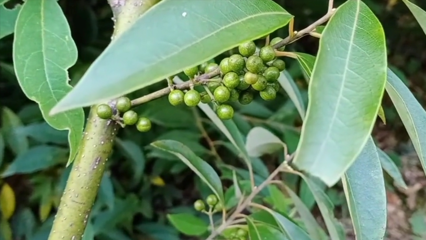 独有植物山苍子,别名山胡椒,野胡椒,山鸡椒,有4大厉害妙用