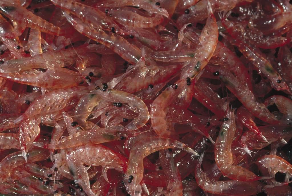 每年被吃掉3亿吨,真的吃不完吗?南极磷虾:养活上亿人不成问题