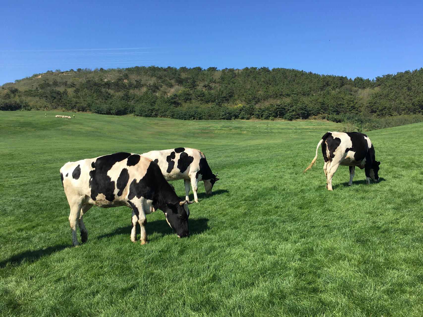 买票:微信公众号搜"大连三寰牧场