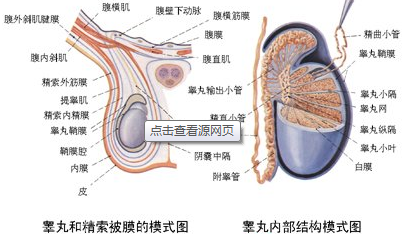 北京紫荊医院:慢性睾丸炎有哪些症状表现