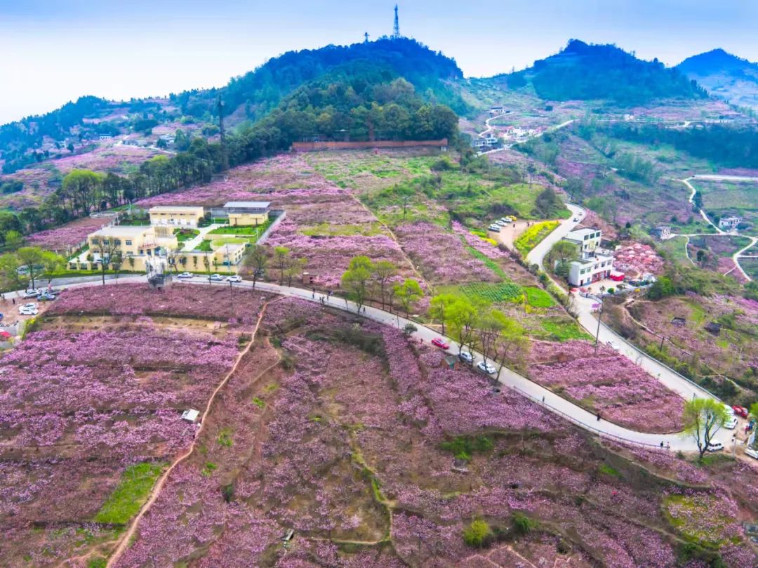 迎大运游四川阳春三月春游赏花好去处