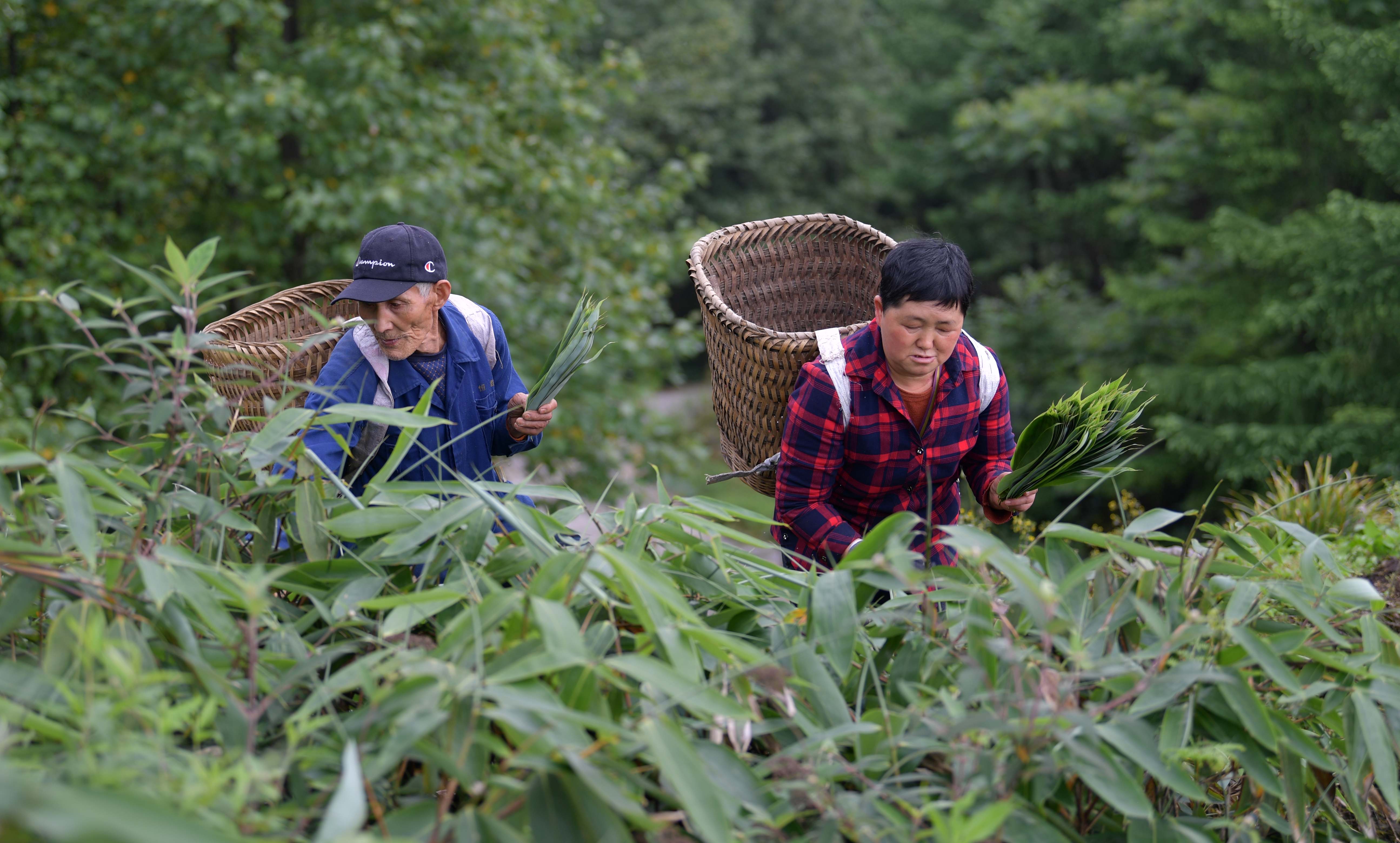 湖北利川:小粽叶出大山(3)