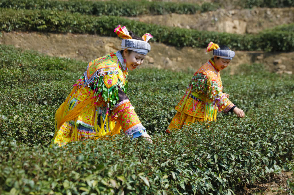 古蔺:马嘶苗乡春茶开采 尝春天第一口"鲜"