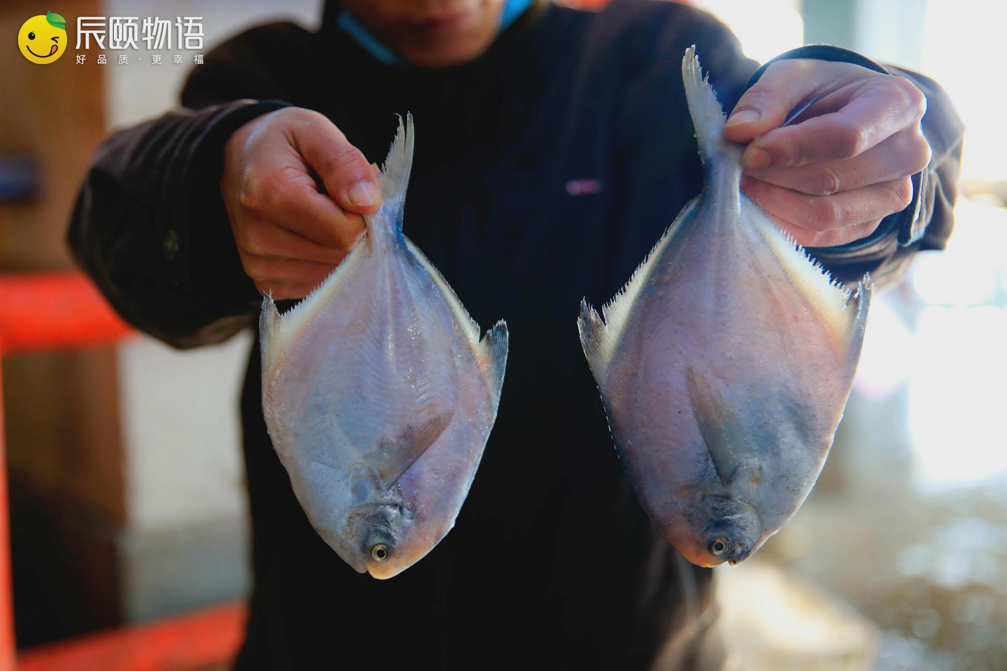 辰頤物語:舟山帶魚段 野生海捕鯧魚組合——魚,還是舟山的好!