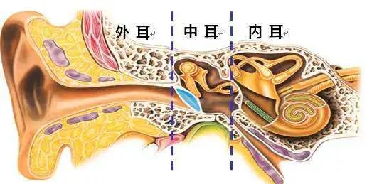 人体耳朵的结构 耳道图解