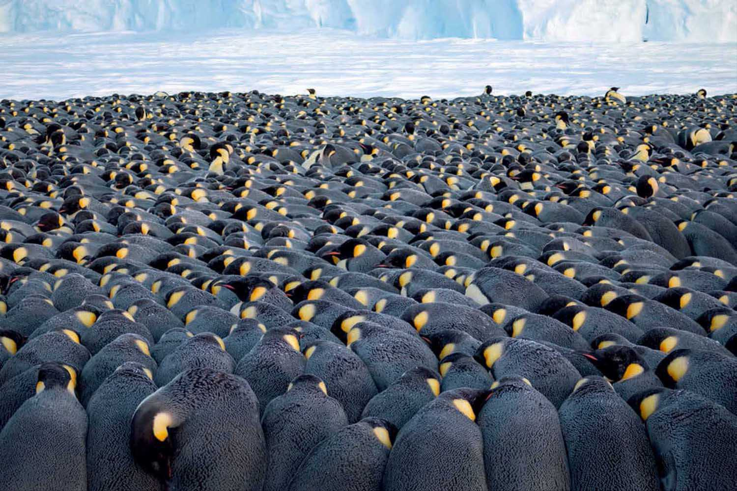 为什么帝企鹅要在寒冷的冬季繁殖?它们如何御寒?