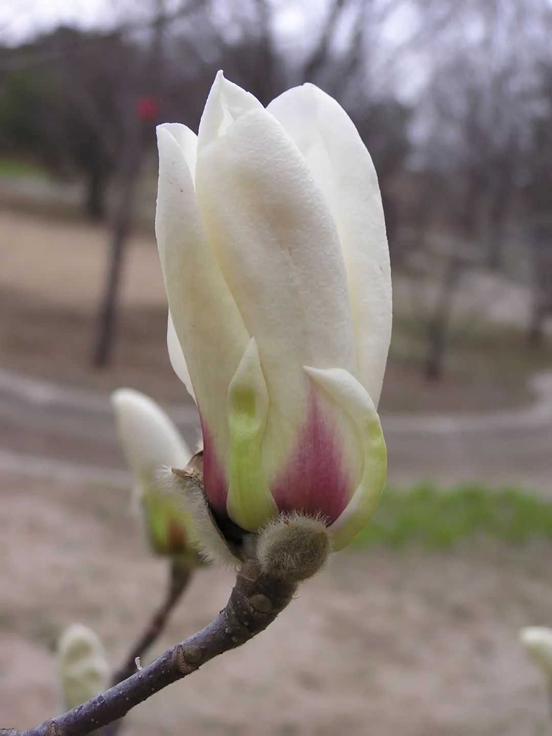 中国极小种群野生植物——宝华玉兰