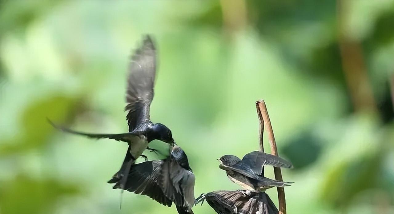 燕子年年飞往南方过冬南方究竟在哪原来很多人都理解错