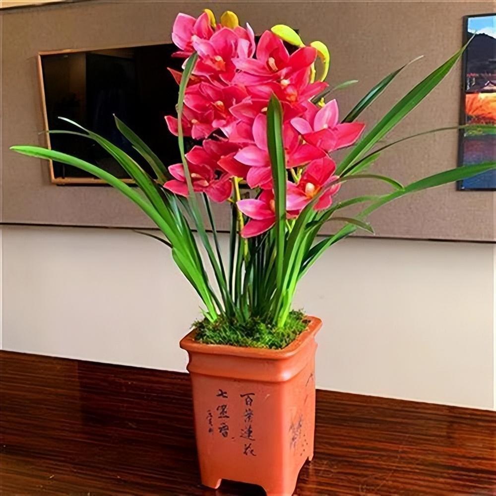 "大将军"兰花,花色艳丽,兰香浓郁,新手养兰首选