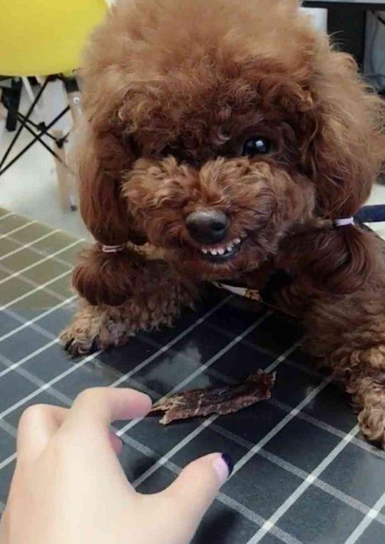 最喜欢扑人咬的3种狗,和无攻击性的3种狗,你养对了吗?