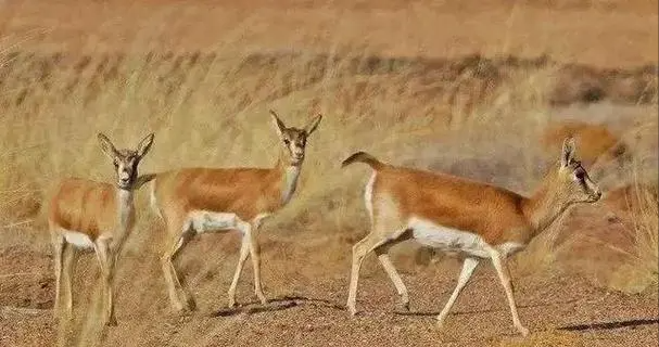 回顾黄羊每年都要偷渡到中国今年特别多不来中国它们会灭绝