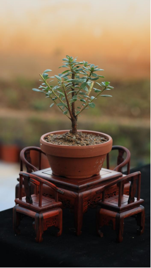 微拍堂里小微盆景,在自然意境中走向文化共富