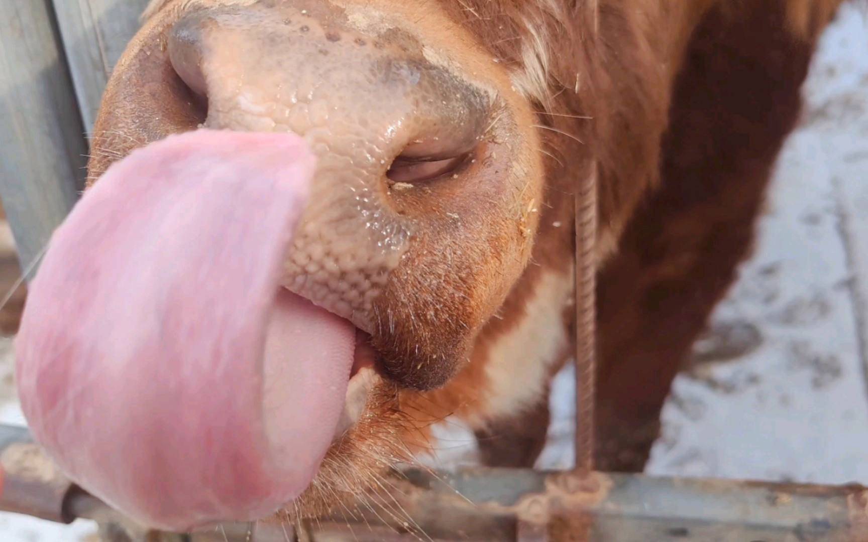 牛异食癖怎么治疗?牛异食癖的症状以及治疗方法,赶快收藏学习!