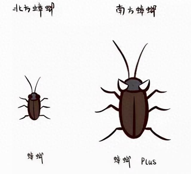 九成人都不懂蟑螂的天敵是啥學會這招蟑螂集體消失了
