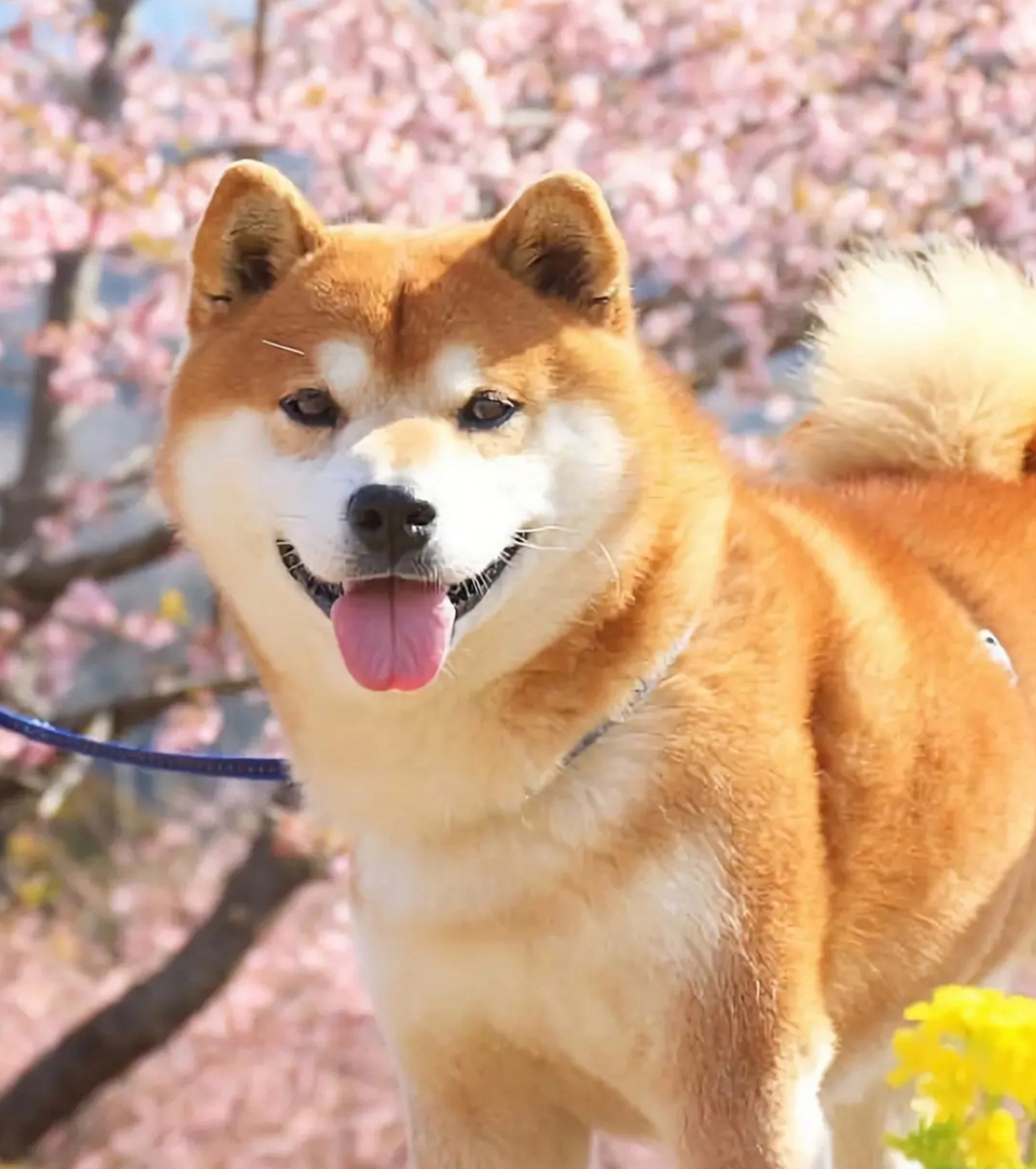 黄色的狗是什么品种?