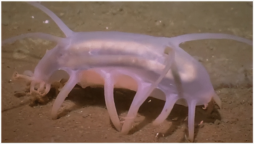 深海中15种奇怪且可怕的海洋生物