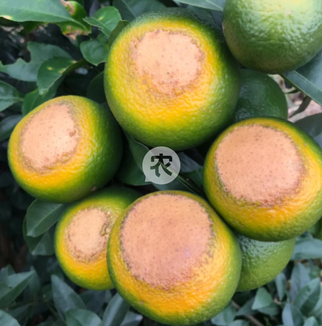 一不小心能减产50%?给你柑橘日灼的3个防治策略