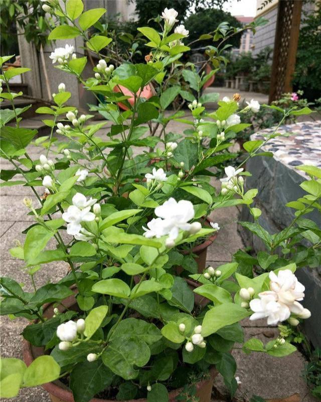 虎头茉莉,优秀的盆栽茉莉品种,花大美丽,芬芳好养,适合新手