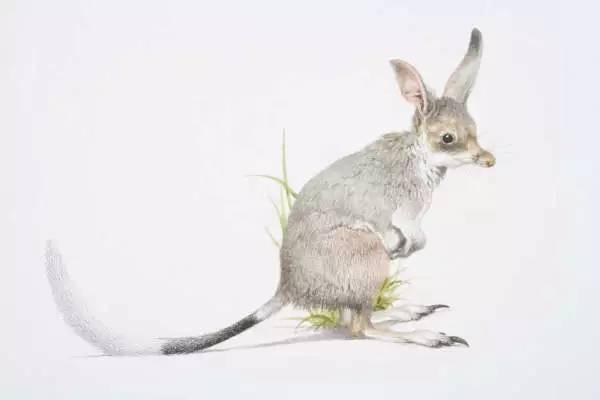 你知道什么动物从来不喝水吗?兔耳袋狸