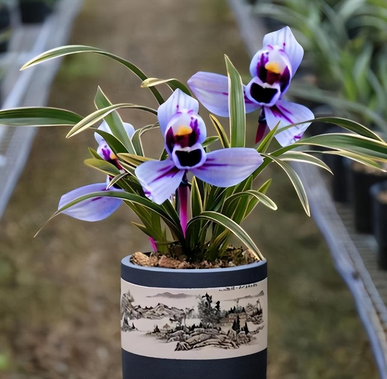 建兰"紫月荷",正格荷瓣,叶艺俱佳,性价比高,市面上很少见