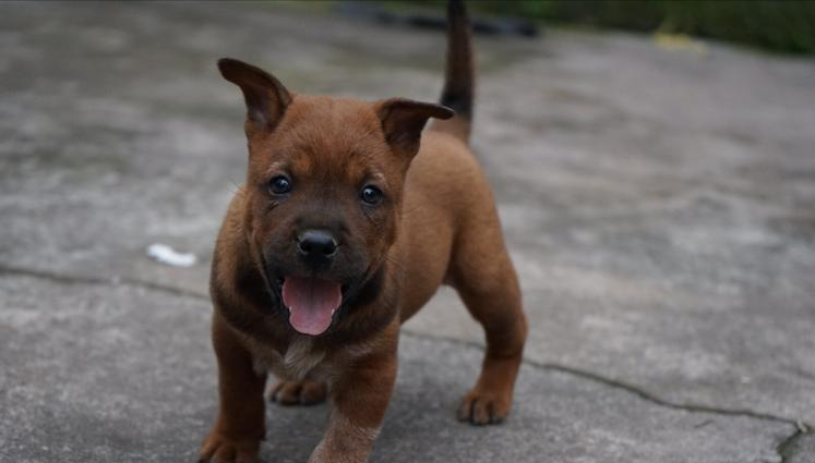 猎犬之王——"川东猎犬",我国的骄傲,别说你不认识!