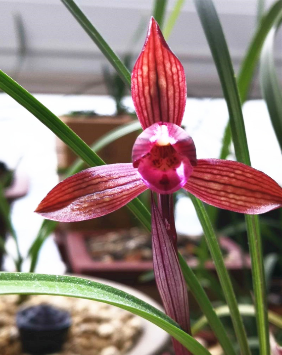 春兰铭品"醉红素",花色鲜艳夺目,香气浓郁,价格便宜还好养