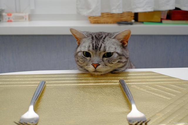 劝告:这16个行为,是在让猫咪"承受痛苦",赶紧住手!