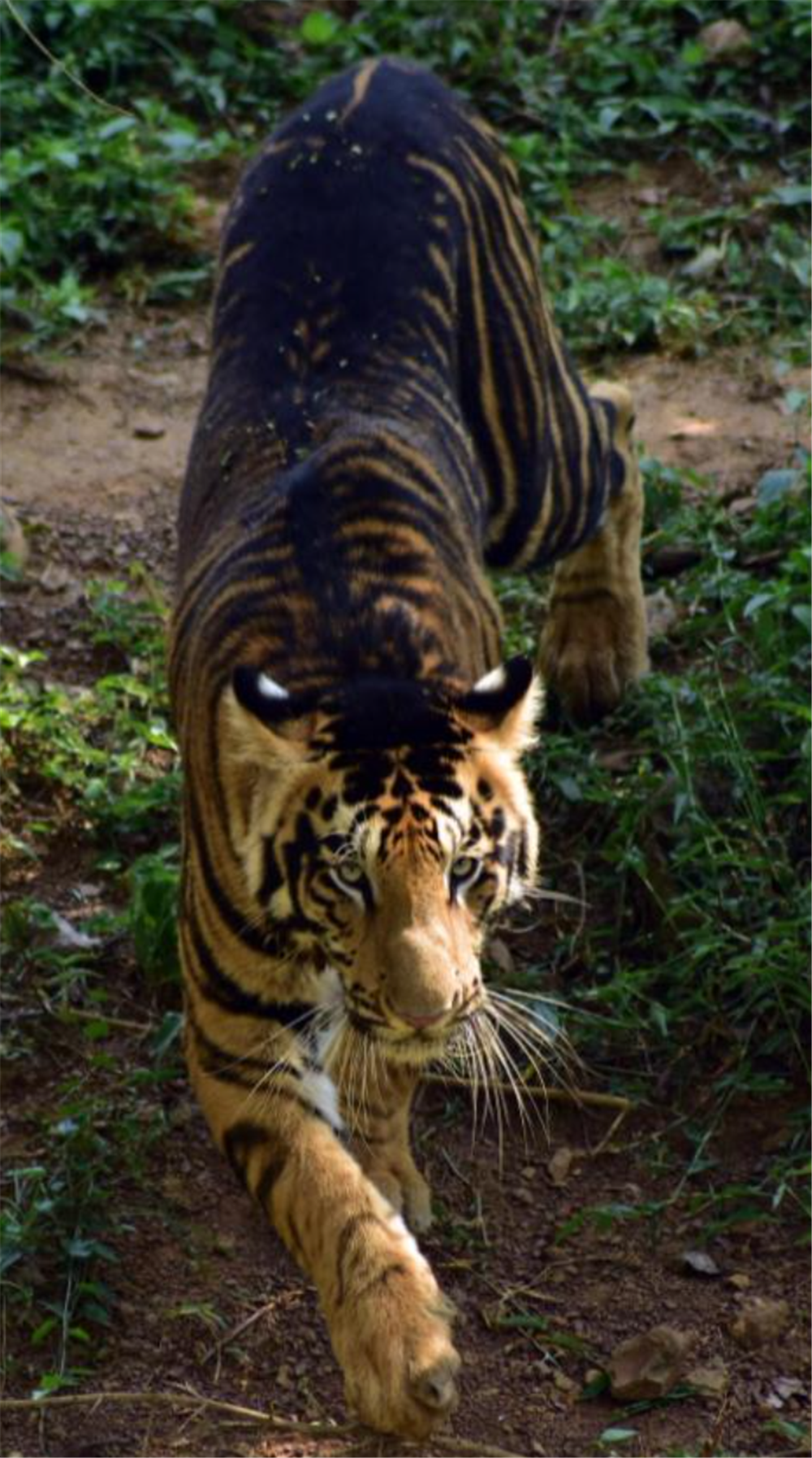 全球仅6只!印度发现蓝虎,常追杀300斤野猪,10里内狼群不敢靠近