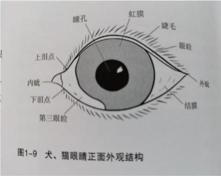 猫眼睛解剖示意图图片