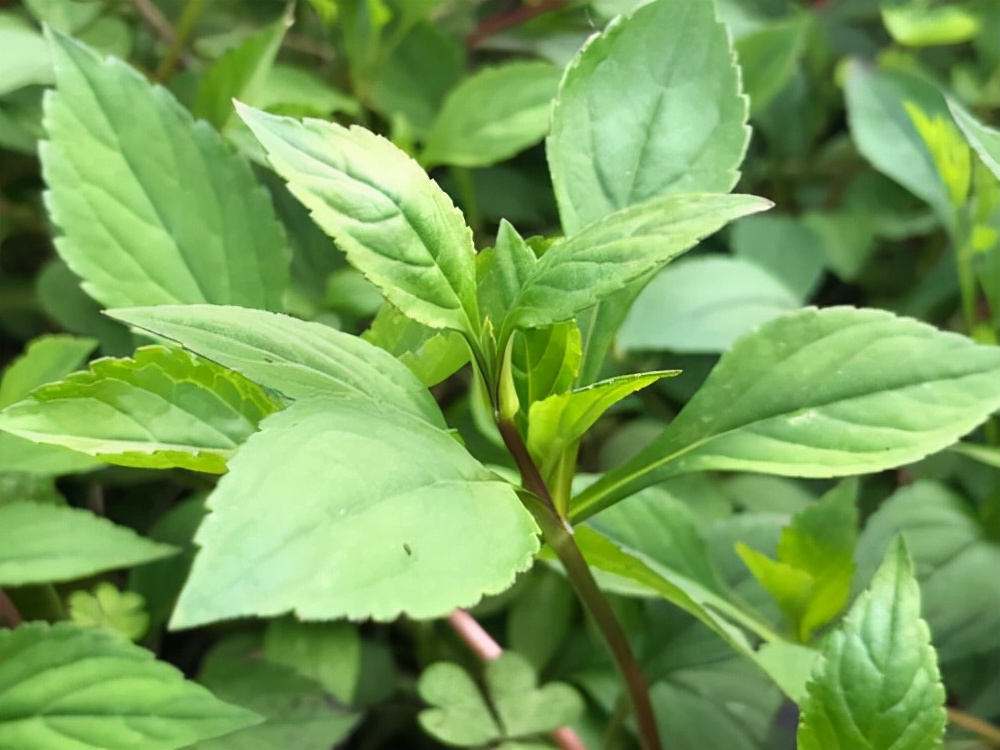 农村一种白花败酱草,价值与金银花相当,农民却当野菜来吃