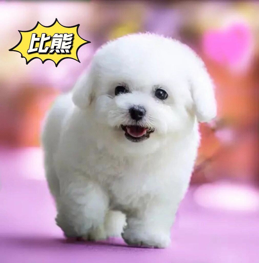 著名比熊"玩具犬"品种揭秘,别傻傻不知道