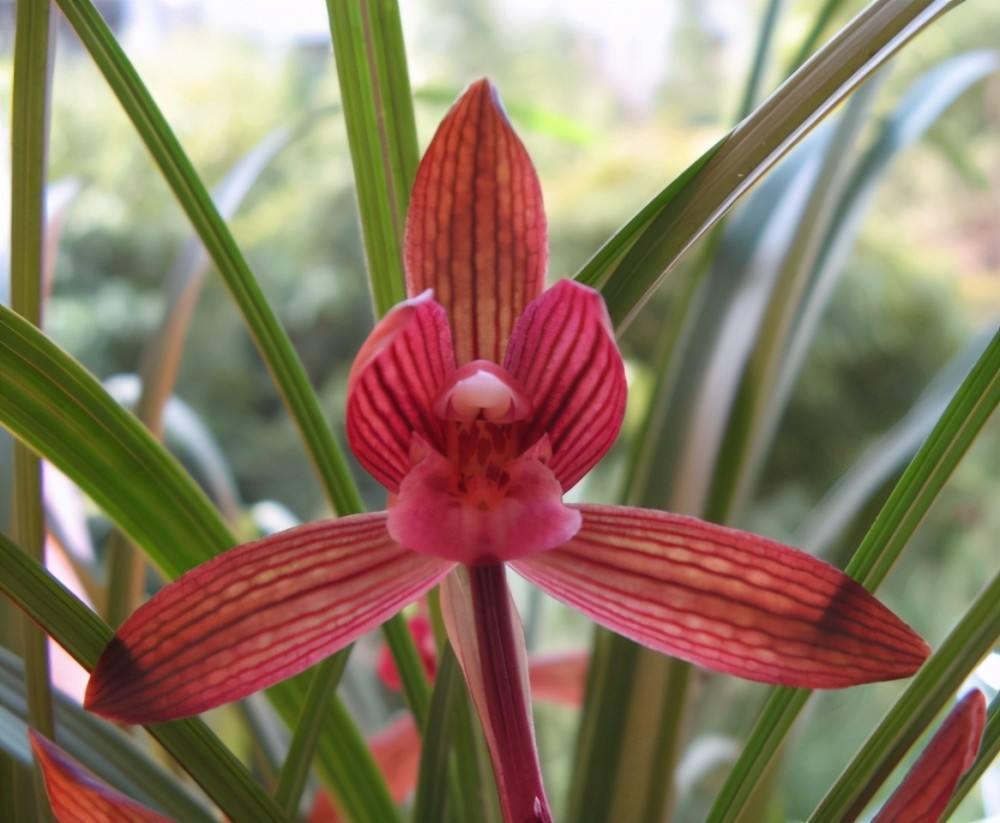 这款春兰极品红素,是"老花匠"的最爱,颜色纯正,越看越觉得美