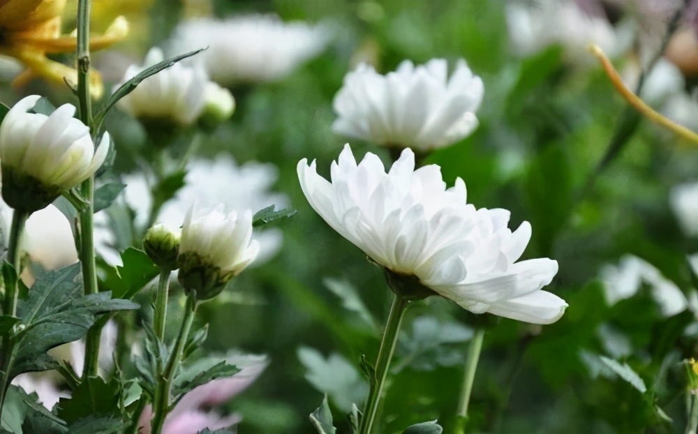 每日好诗|花落花开又清明