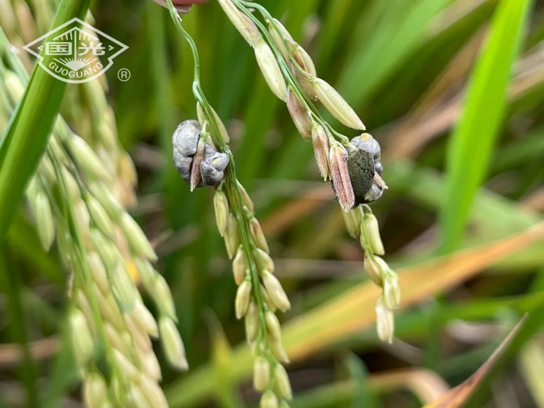 水稻稻曲病的发生及防治方法
