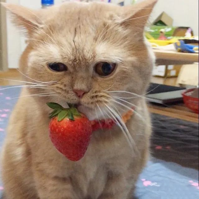 猫咪可以吃奶油吗?猫咪可以吃奶油吗