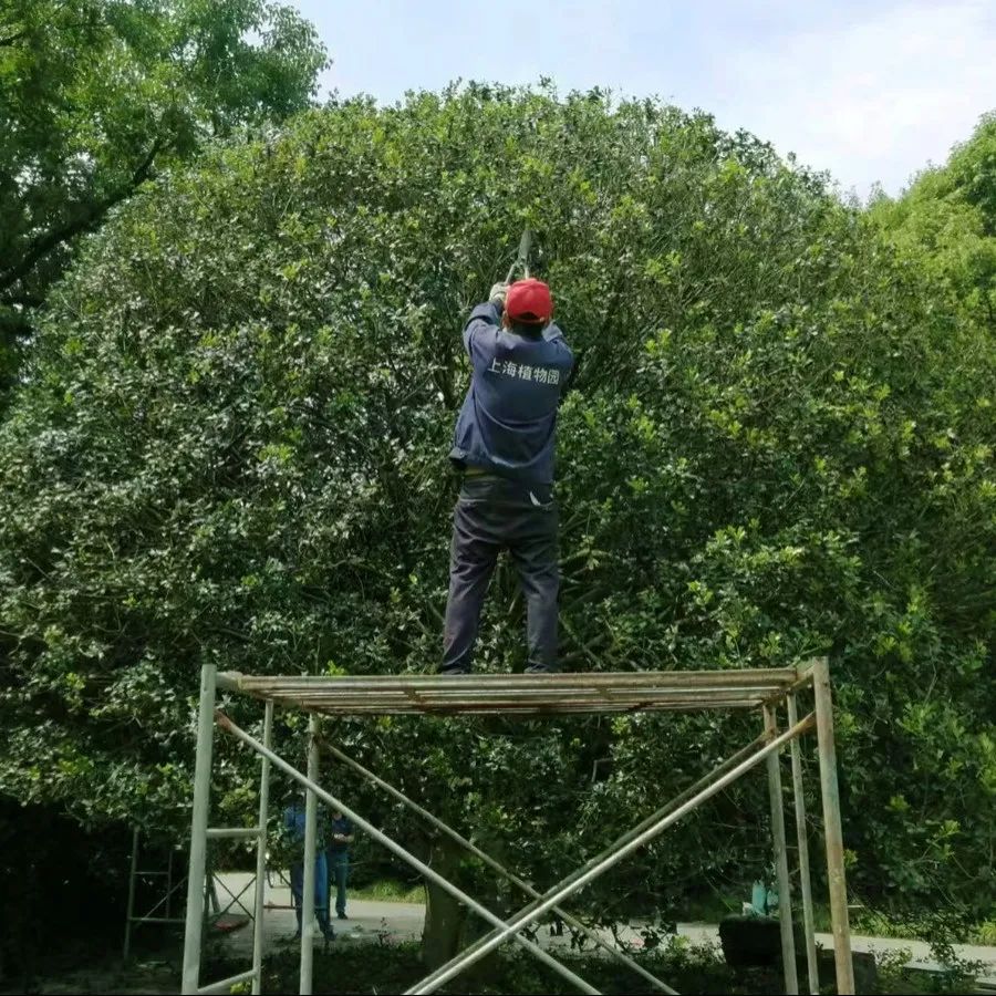 巧手为树木理发,8米大枸骨球完成造型修剪