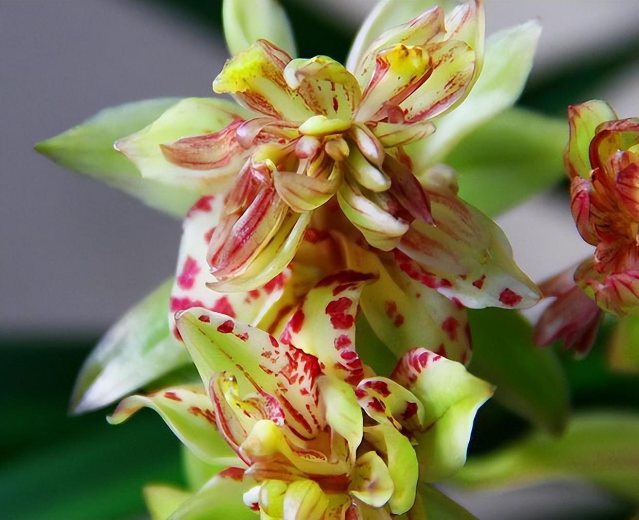 精品兰花——富山奇蝶,皮实好养,值得种植!