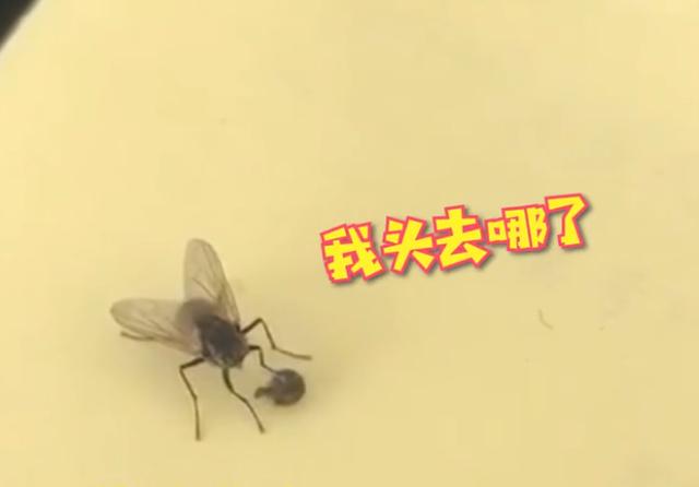 苍蝇的迷糊行为:把自己头拧下来玩,喜欢搓手