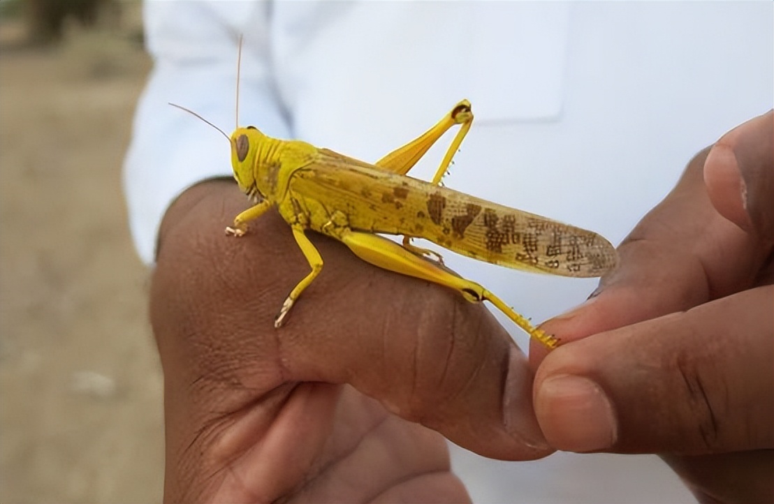 生活在沙漠中的8种可怕的动物