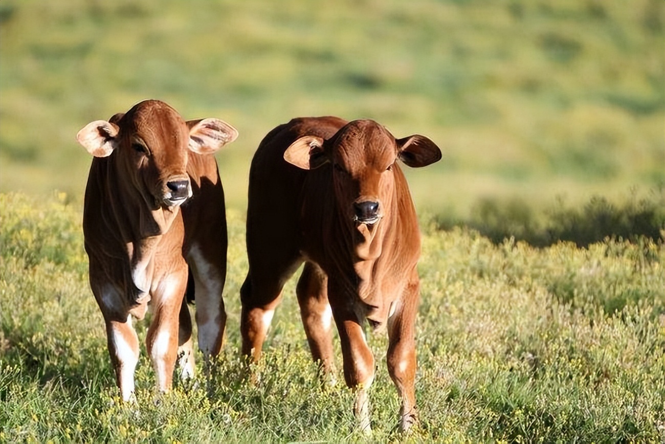新生牛犊瘤胃鼓气怎么办?犊牛瘤胃积食鼓气治好了又复发怎么回事