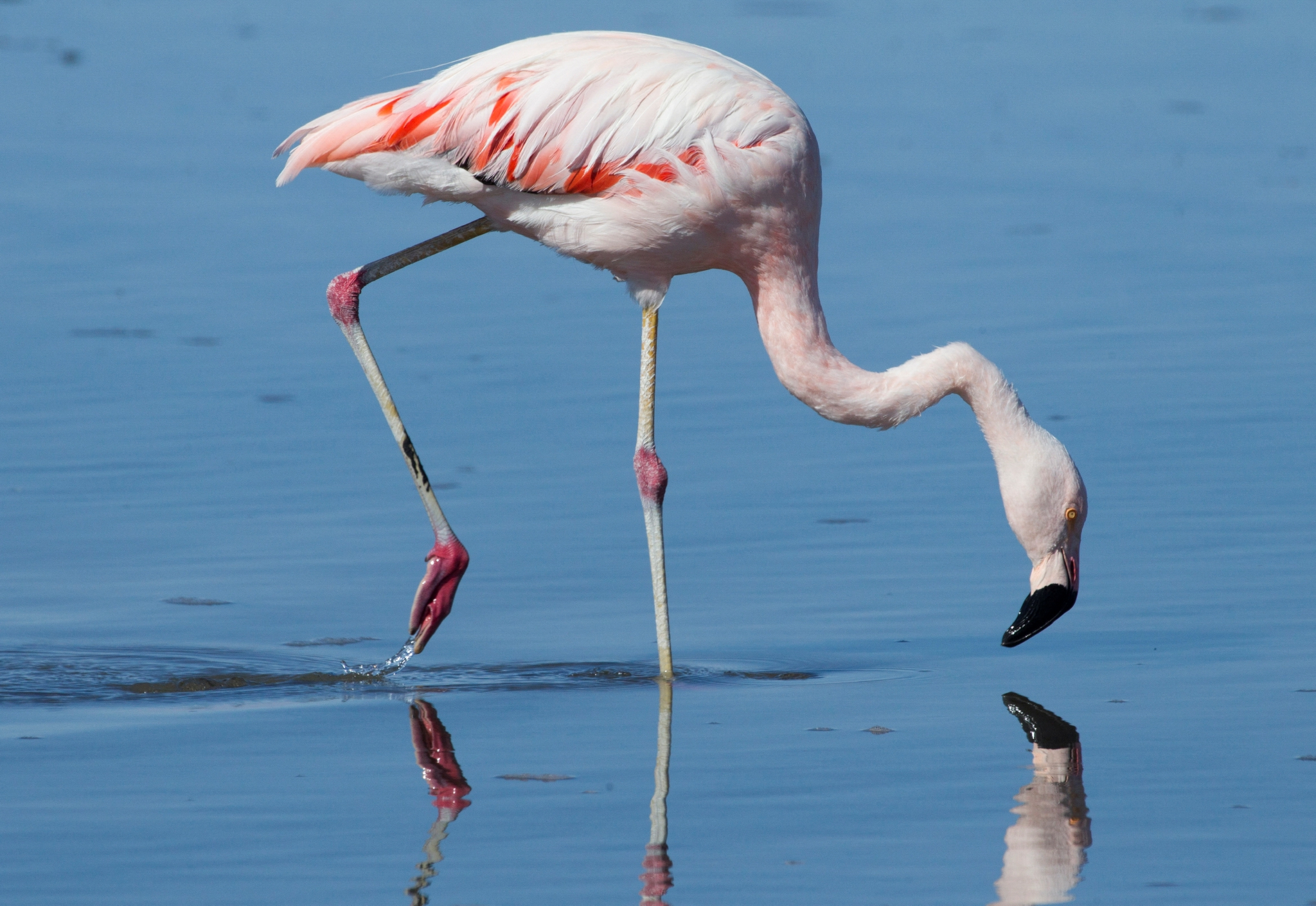 火烈鸟都是红色的吗?为什么?