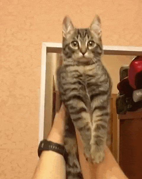 480_605竖版 竖屏gif 动态图 动图