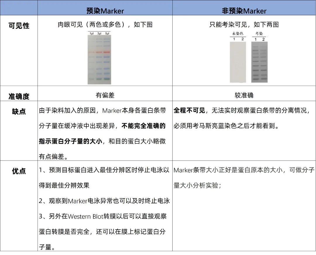 乾貨分享|彩色預染蛋白marker與未預染蛋白marker差異性何在?