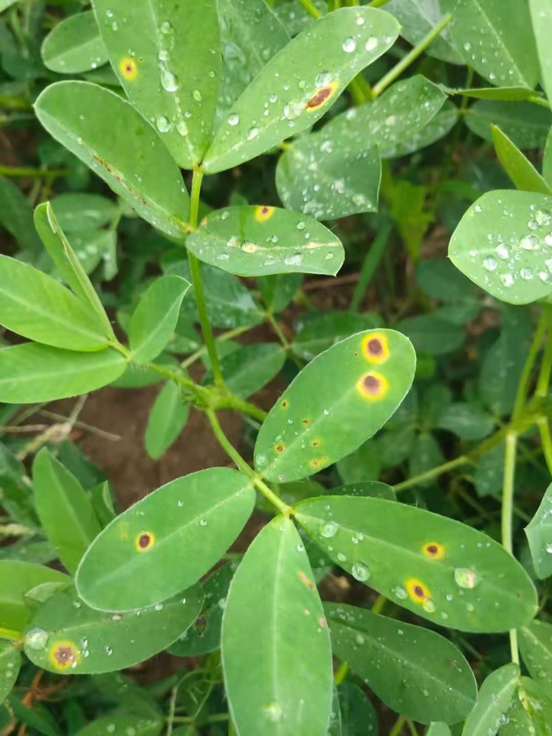 花生叶斑病之1-褐斑病症状与防治措施