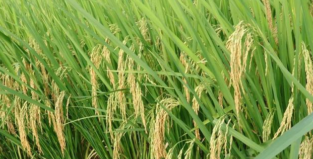 优质香稻19香,抗病抗倒,高产潜力较大,香味浓