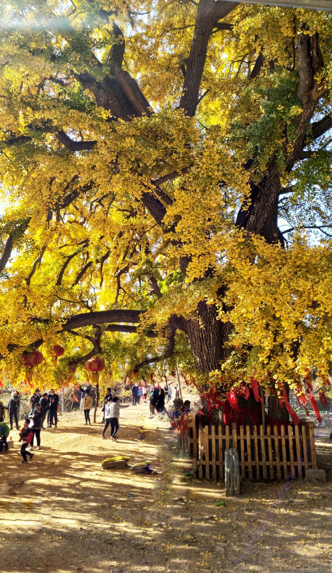 卫辉罗圈村的千年银杏树出圈了,正是赏银杏最佳期,赶紧去瞧瞧