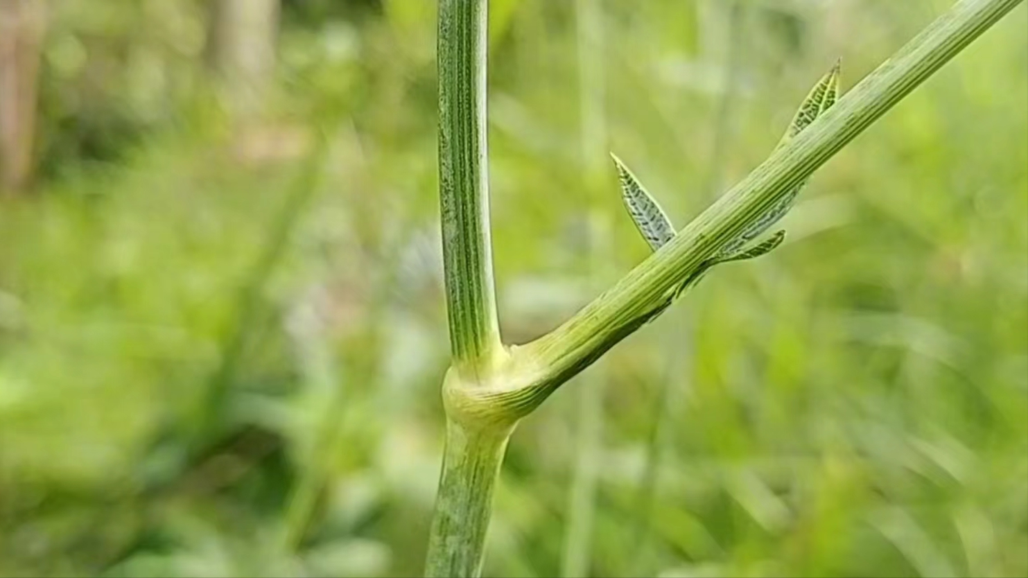 鸡爪参植物图图片