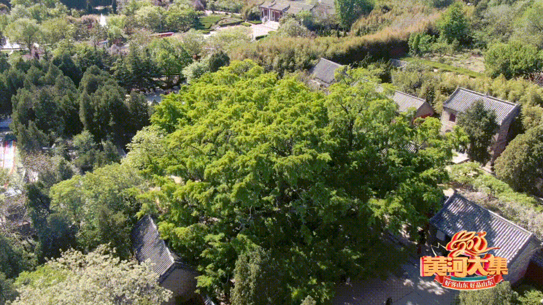 "天下第一"!4000岁!